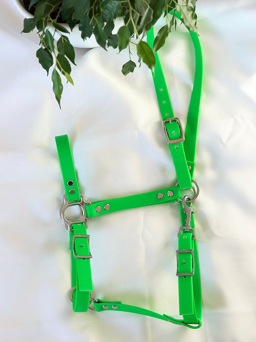 Licol cob - vert néon 💚