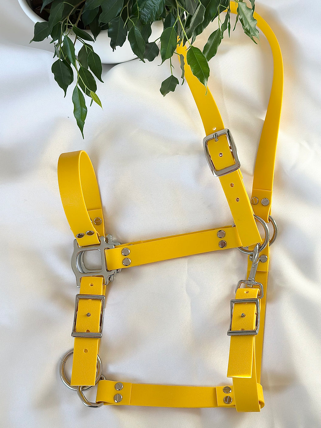 Licol cheval - jaune 💛