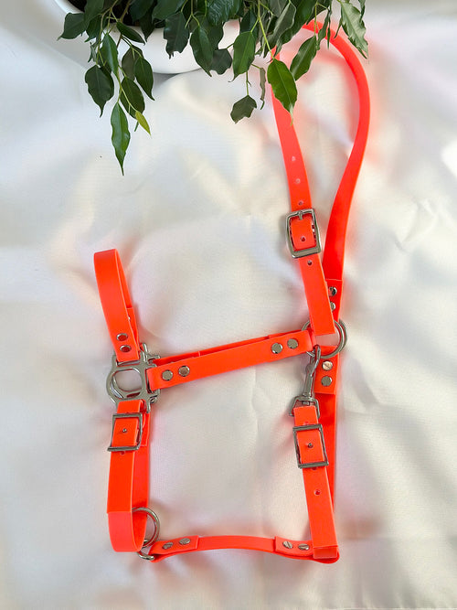 Licol cob - orange néon 🧡
