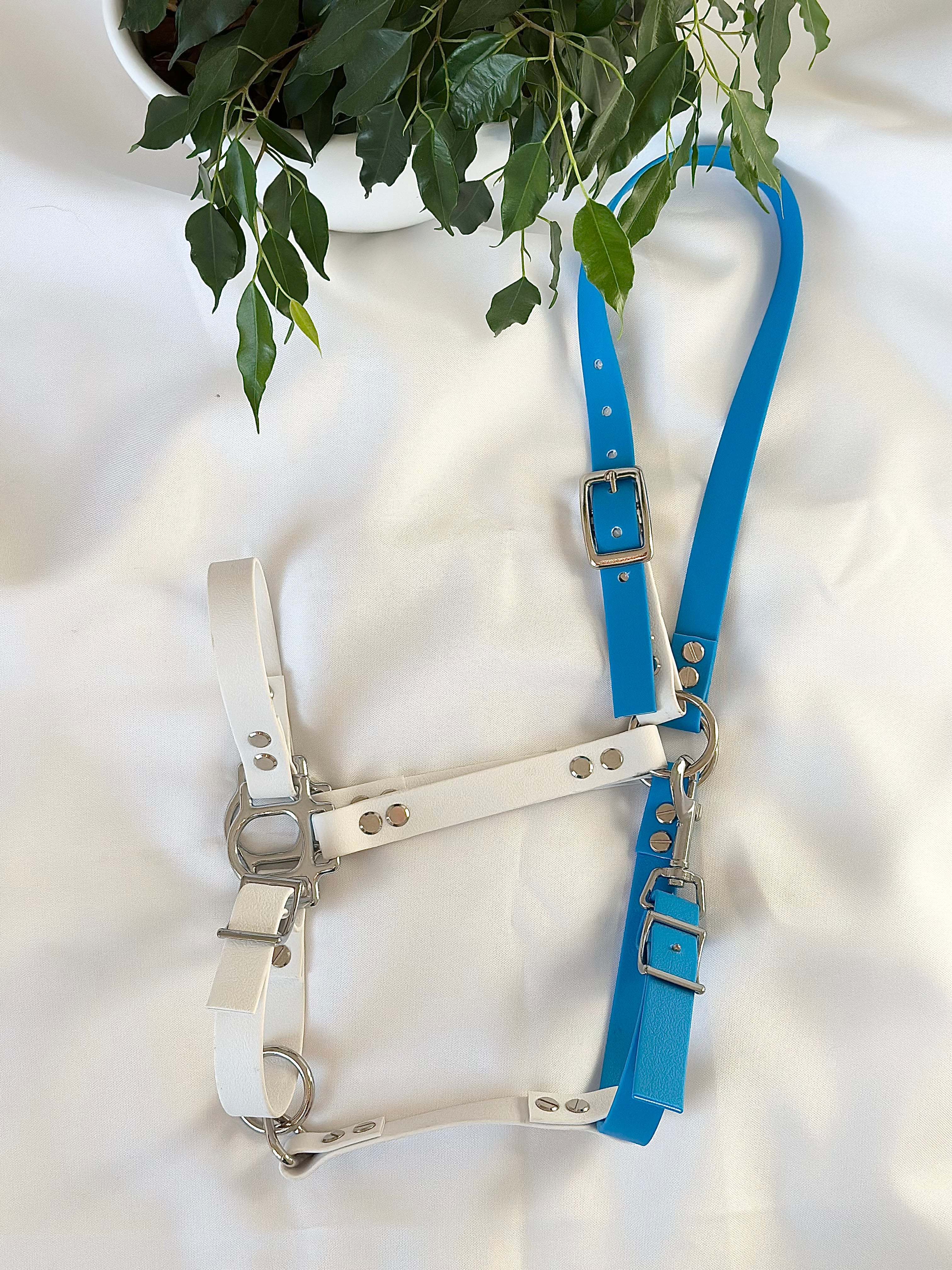 Licol - bleu/blanc 🩵🤍